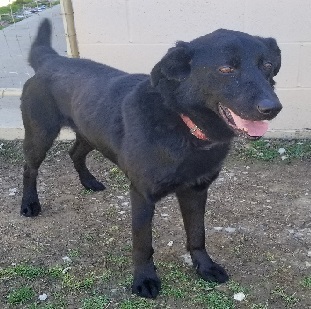 Riddick, an adoptable Shepherd in Philippi, WV, 26416 | Photo Image 3