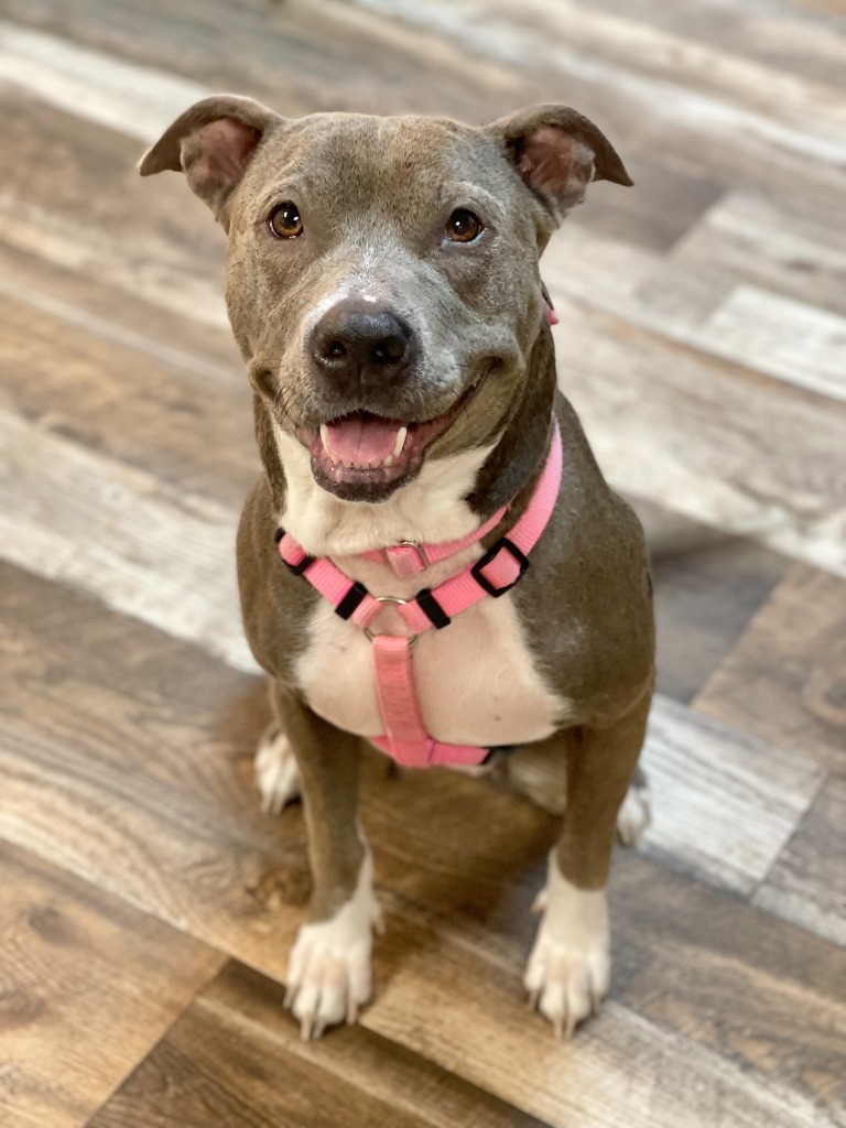 Dog for adoption Scarlet Foster To Adopt, an American