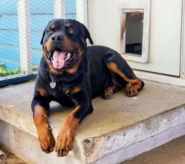 Gatsby, an adoptable Rottweiler in Newcastle, OK_image-1