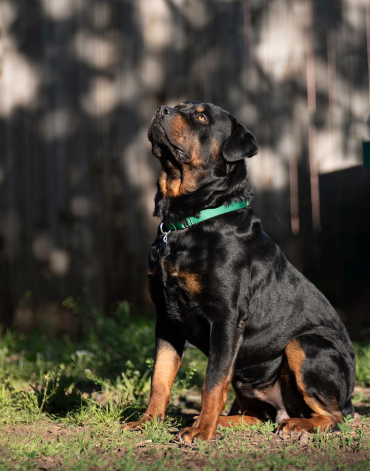 Gatsby, an adoptable Rottweiler in Newcastle, OK_image-3