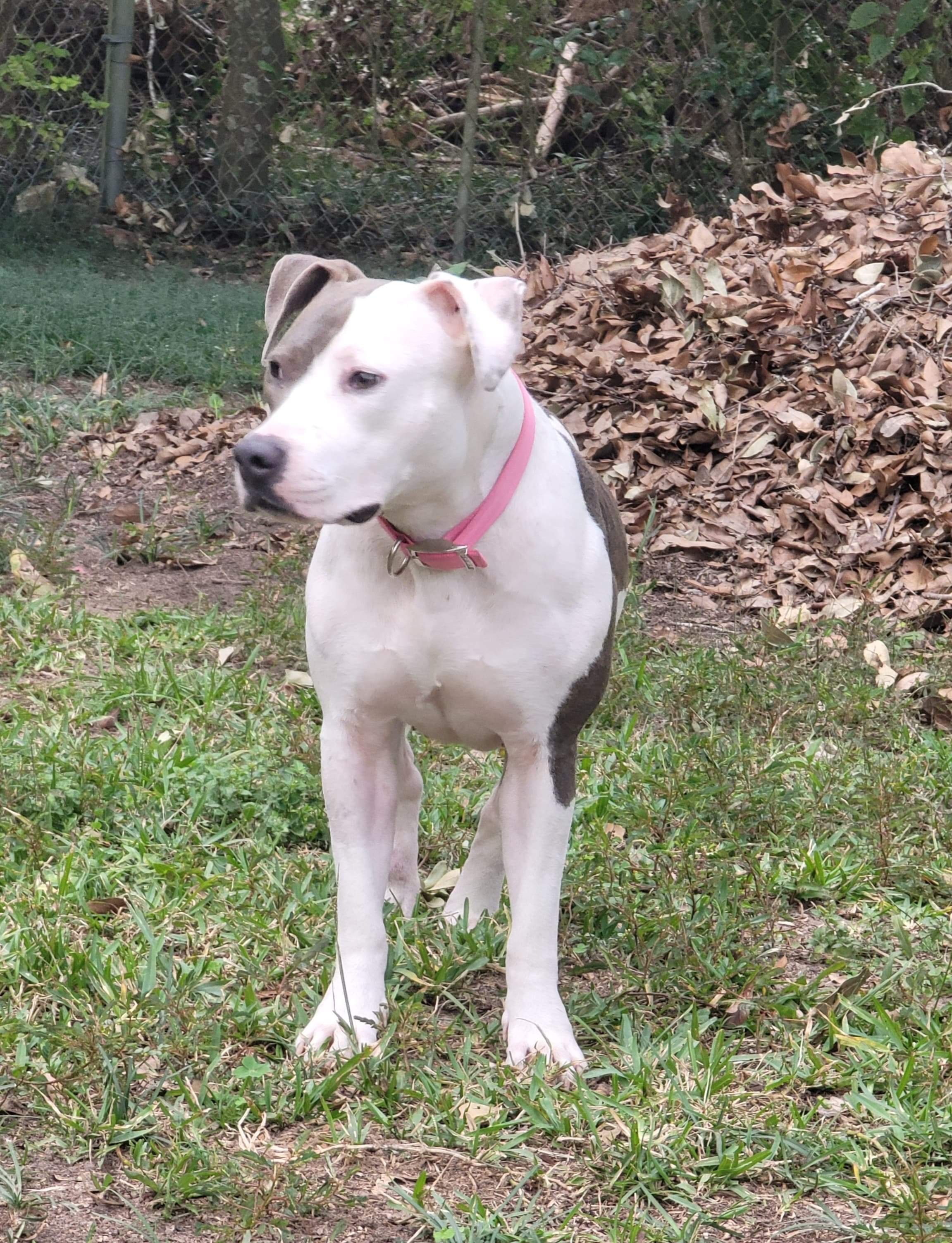 Celly, an adoptable Pit Bull Terrier in Mobile, AL, 36685 | Photo Image 2