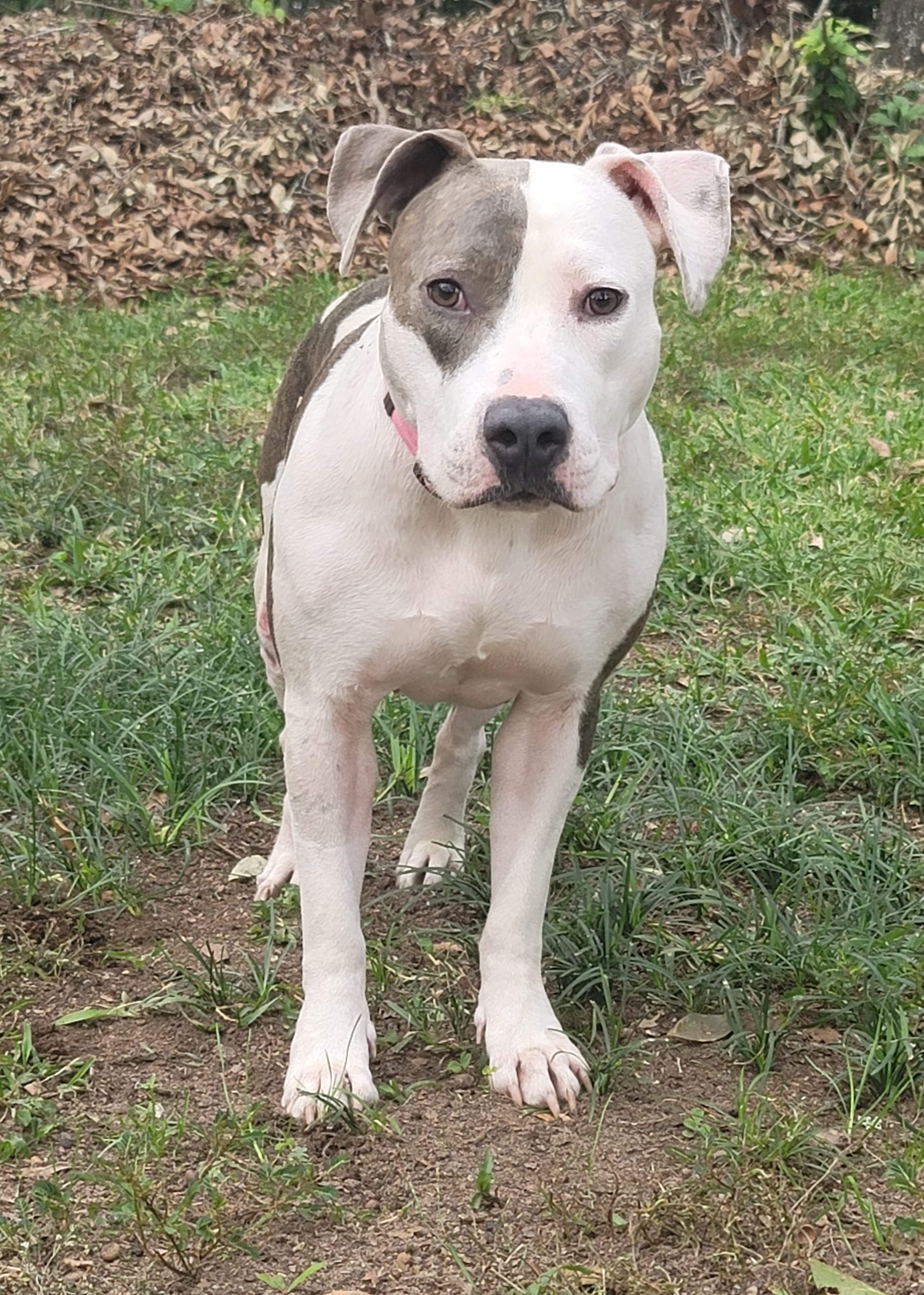 Celly, an adoptable Pit Bull Terrier in Mobile, AL, 36685 | Photo Image 3