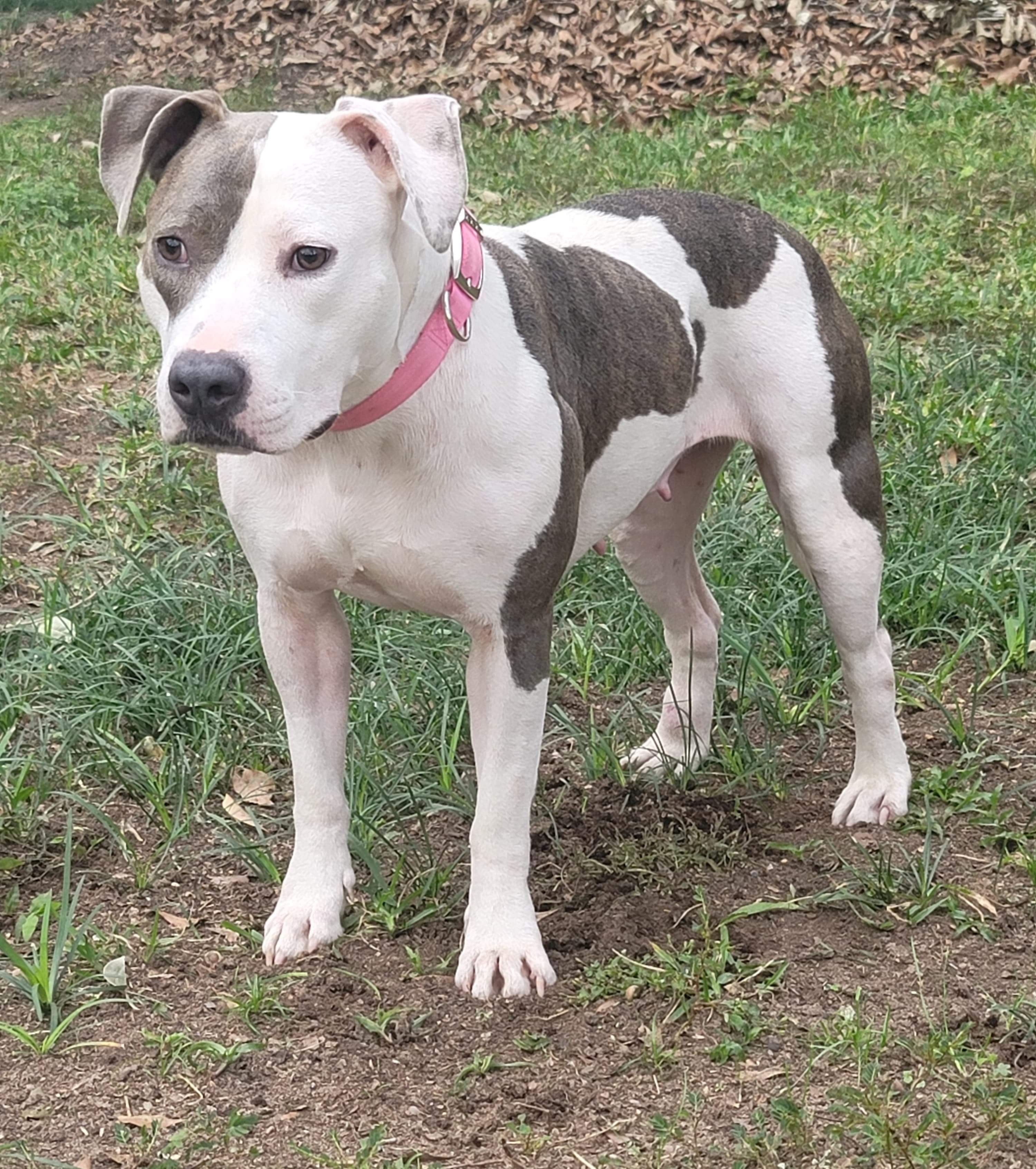 Celly, an adoptable Pit Bull Terrier in Mobile, AL, 36685 | Photo Image 4