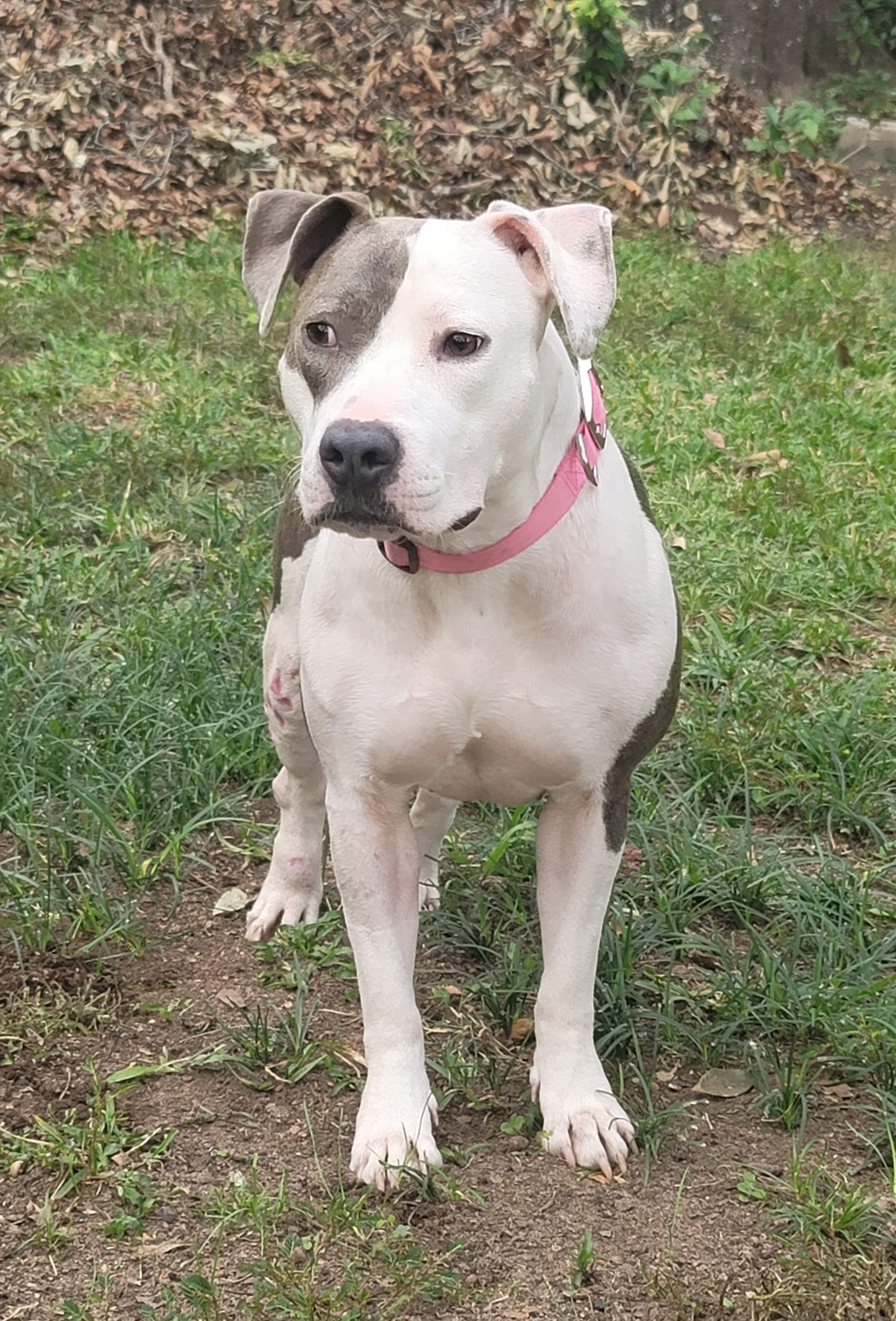 Celly, an adoptable Pit Bull Terrier in Mobile, AL, 36685 | Photo Image 5