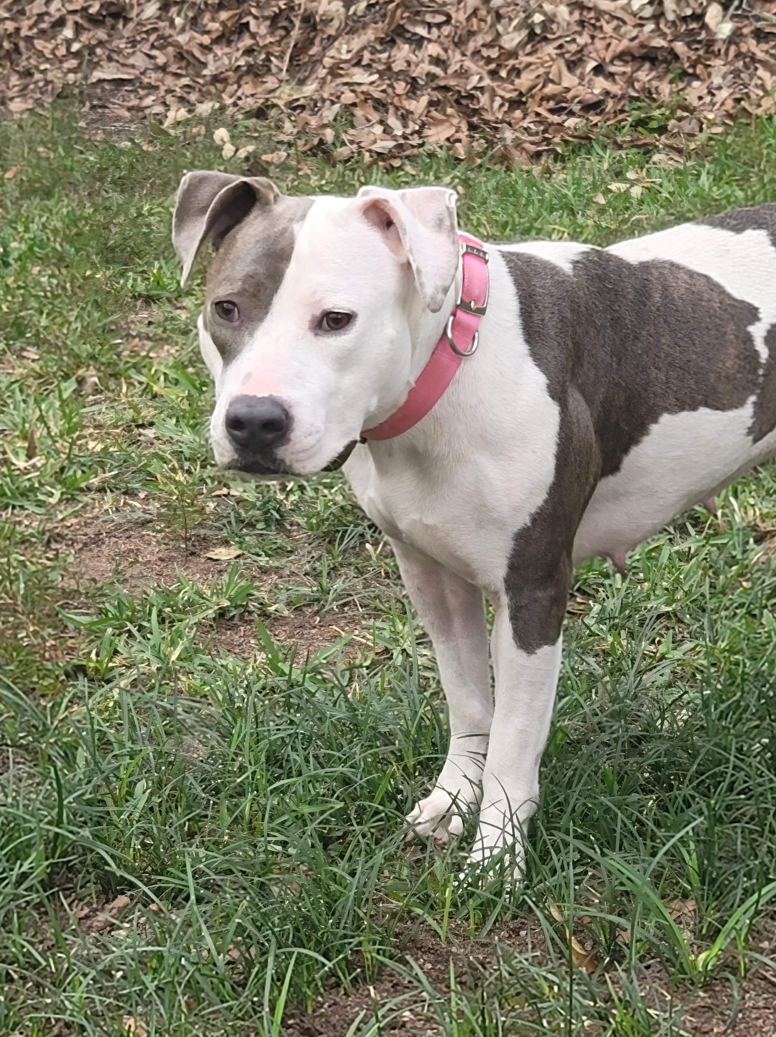 Celly, an adoptable Pit Bull Terrier in Mobile, AL, 36685 | Photo Image 1