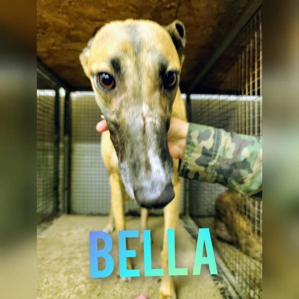 Bella
