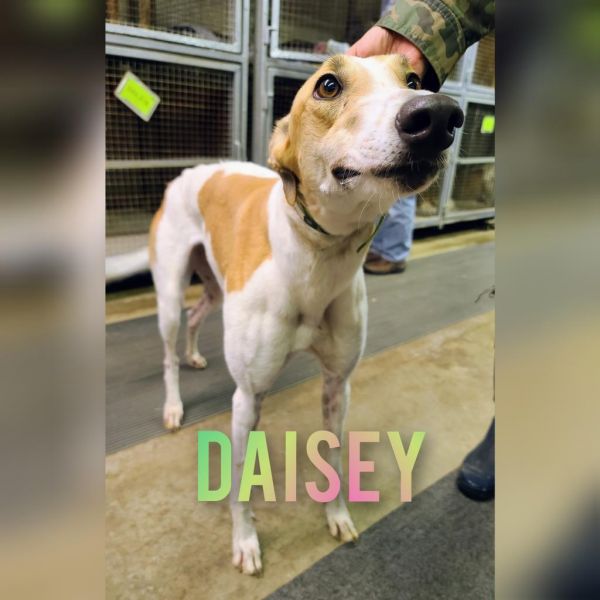 Daisey