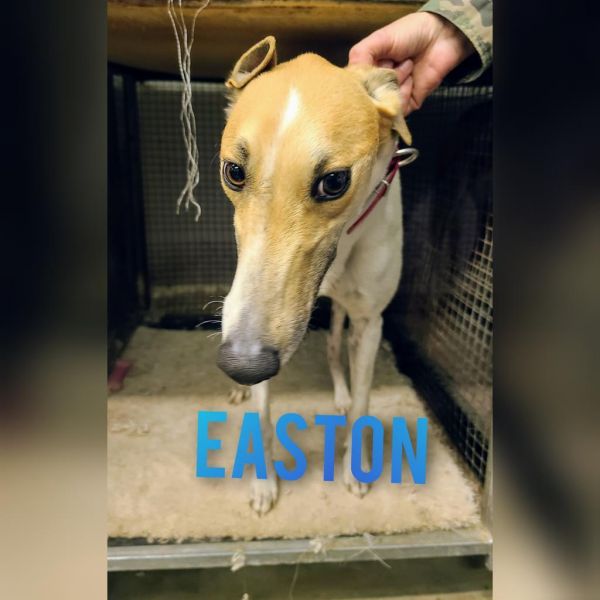 Easton