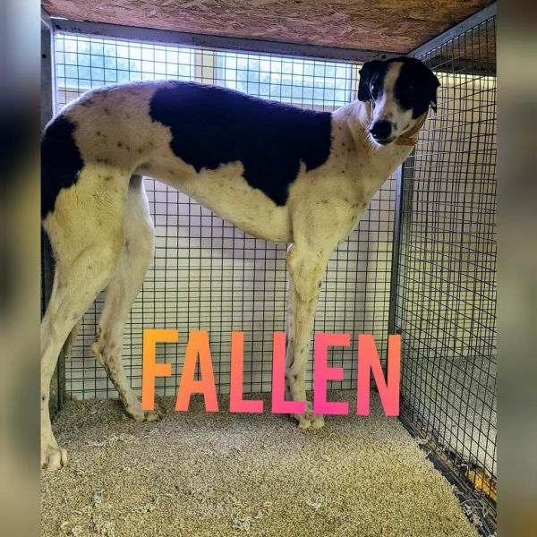 Fallen