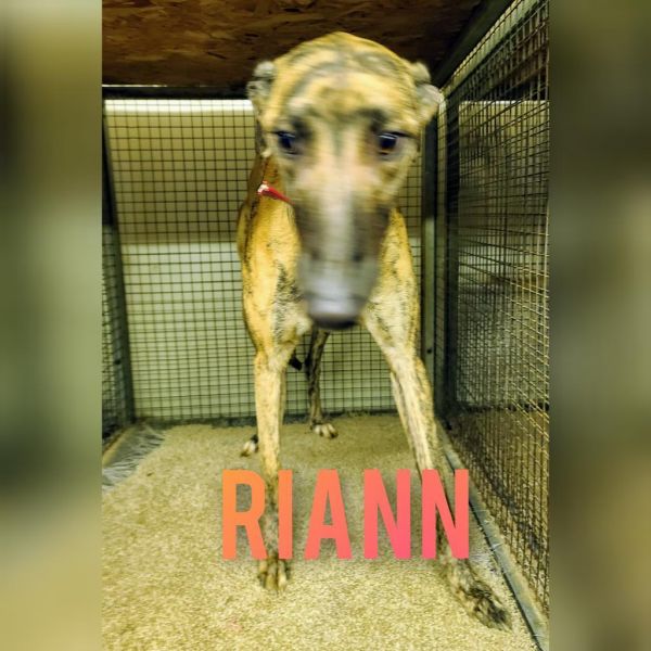 Riann