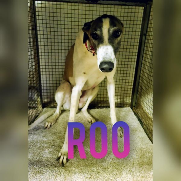 Roo