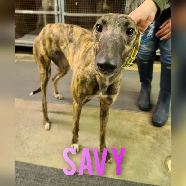 Savy