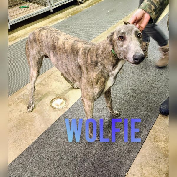 Wolfie