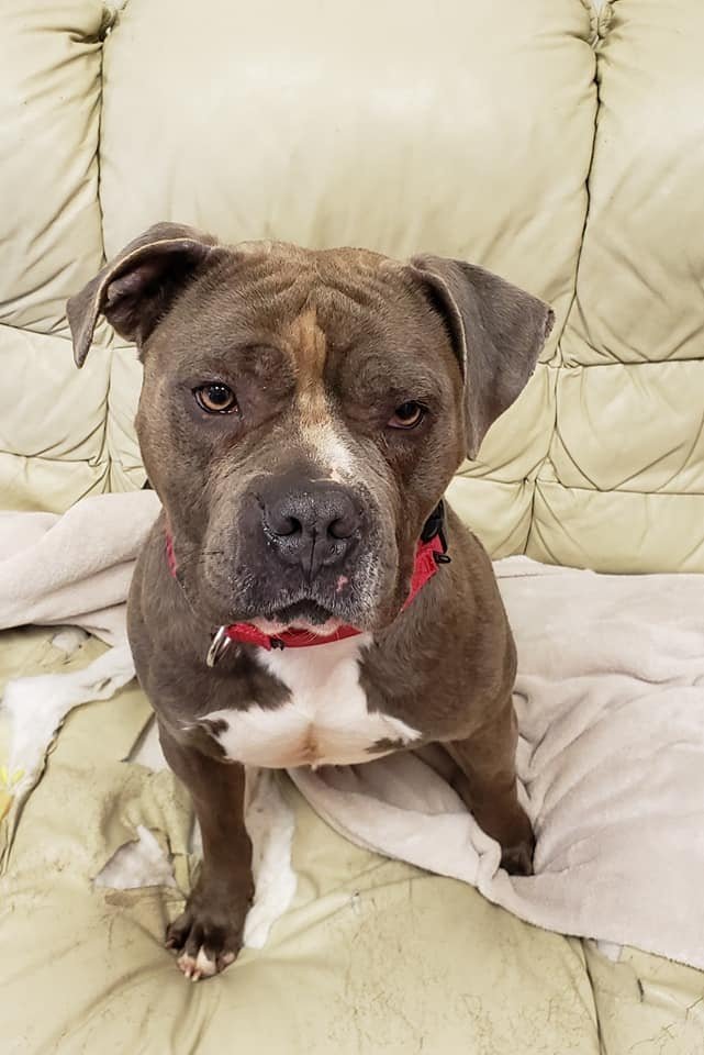 Bandit, an adoptable Staffordshire Bull Terrier, American Bulldog in Mount Gilead, OH, 43338 | Photo Image 2