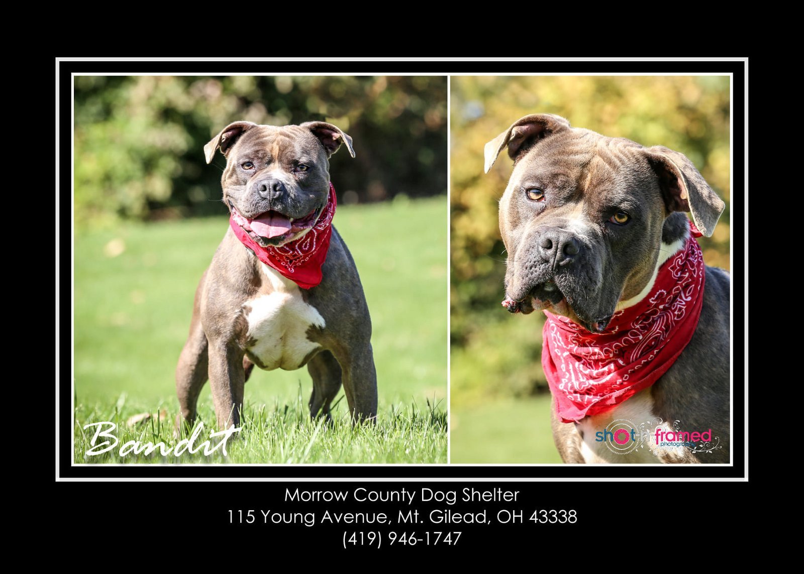 Bandit, an adoptable Staffordshire Bull Terrier, American Bulldog in Mount Gilead, OH, 43338 | Photo Image 1