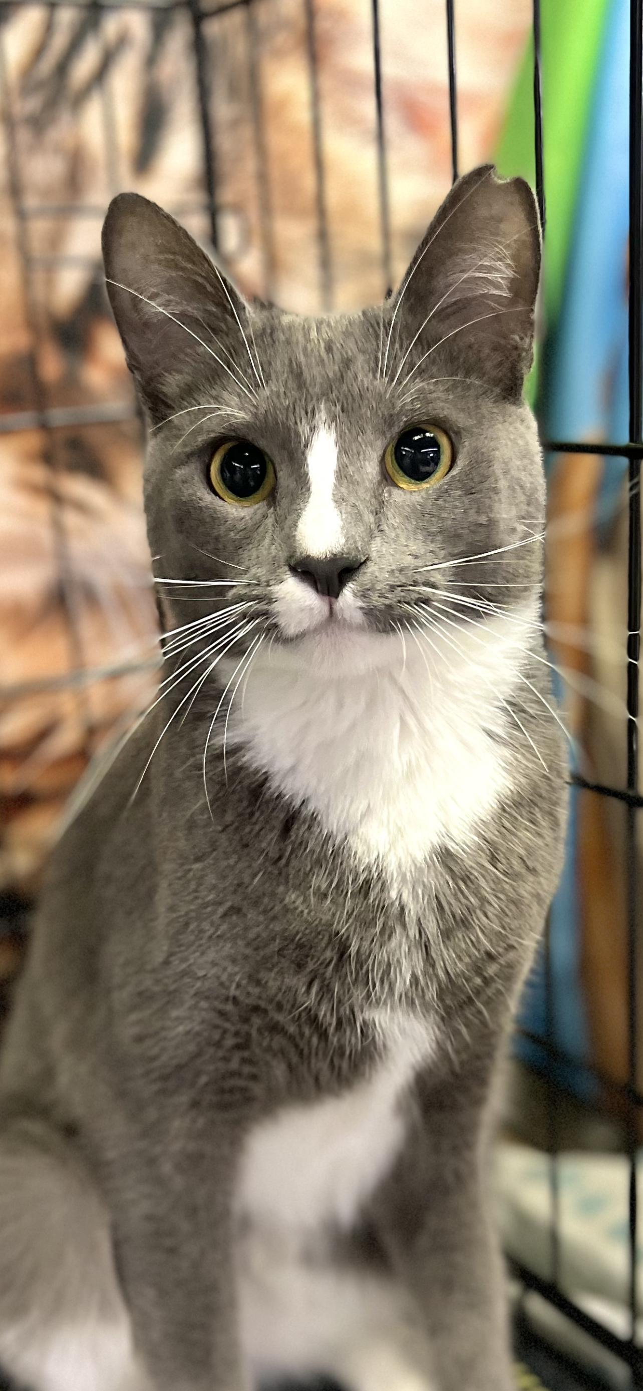 Tom, an adoptable Domestic Short Hair in Margate, FL, 33068 | Photo Image 1