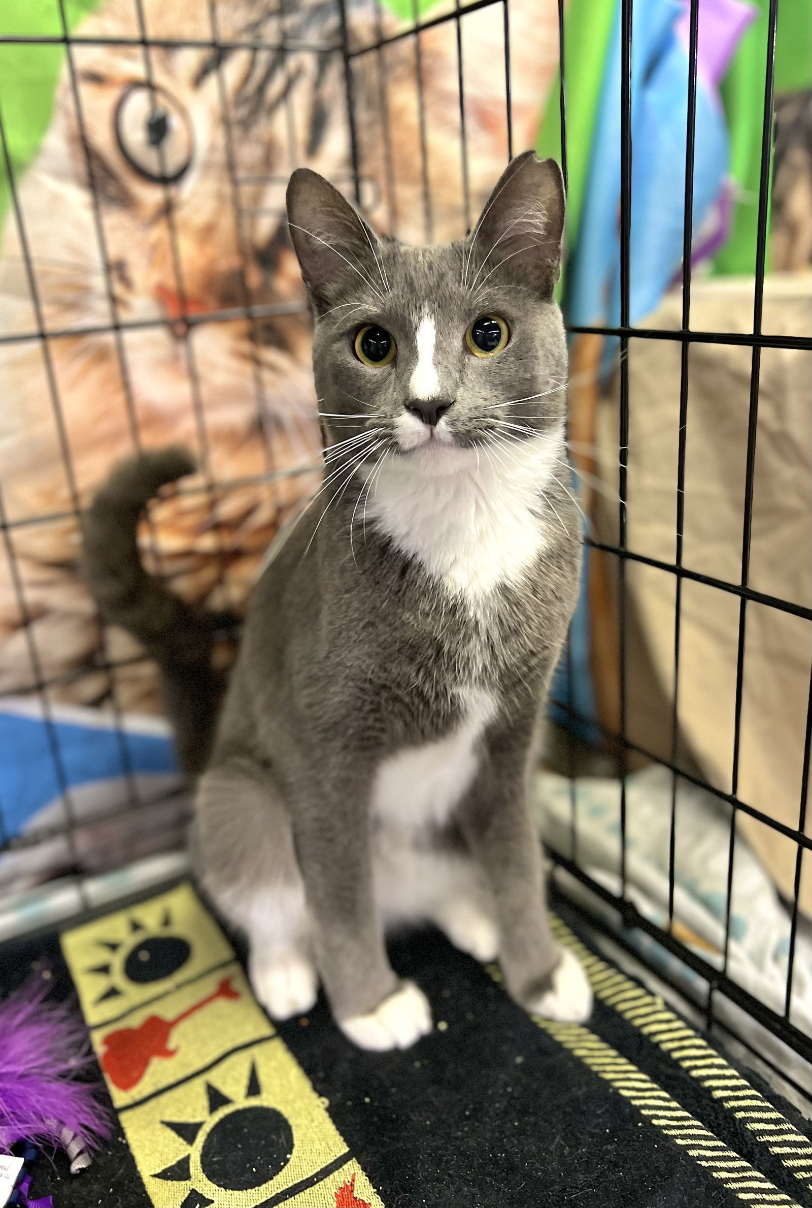 Tom, an adoptable Domestic Short Hair in Margate, FL, 33068 | Photo Image 6