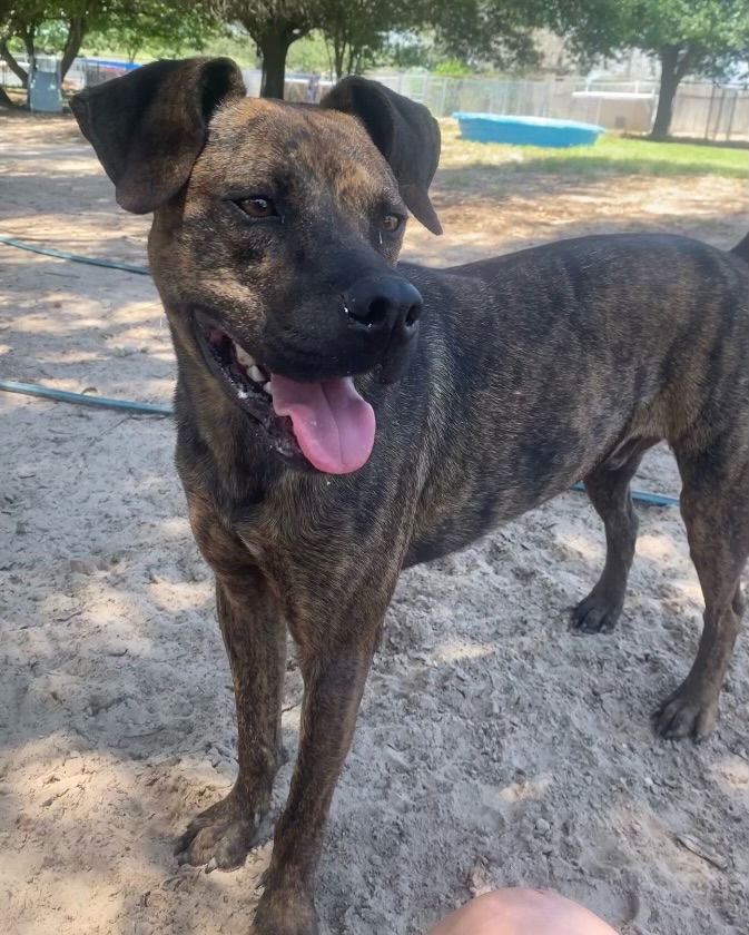 Santos, an adoptable Labrador Retriever, Retriever in Gun Barrel City, TX, 75147 | Photo Image 1