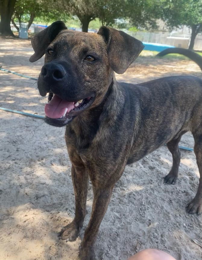 Santos, an adoptable Labrador Retriever, Retriever in Gun Barrel City, TX, 75147 | Photo Image 2