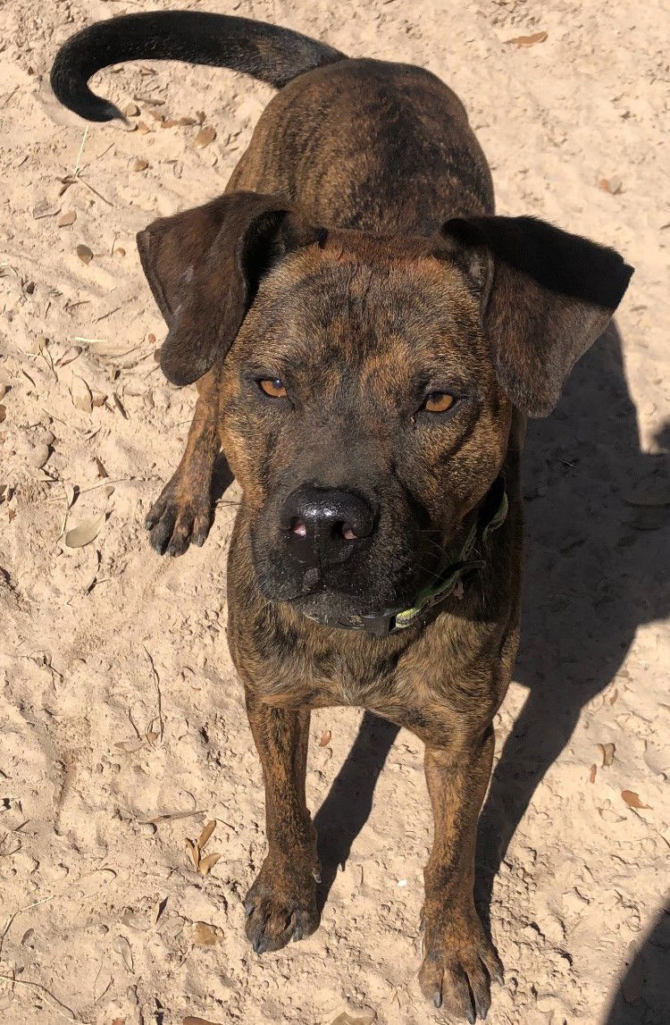 Santos, an adoptable Labrador Retriever, Retriever in Gun Barrel City, TX, 75147 | Photo Image 3