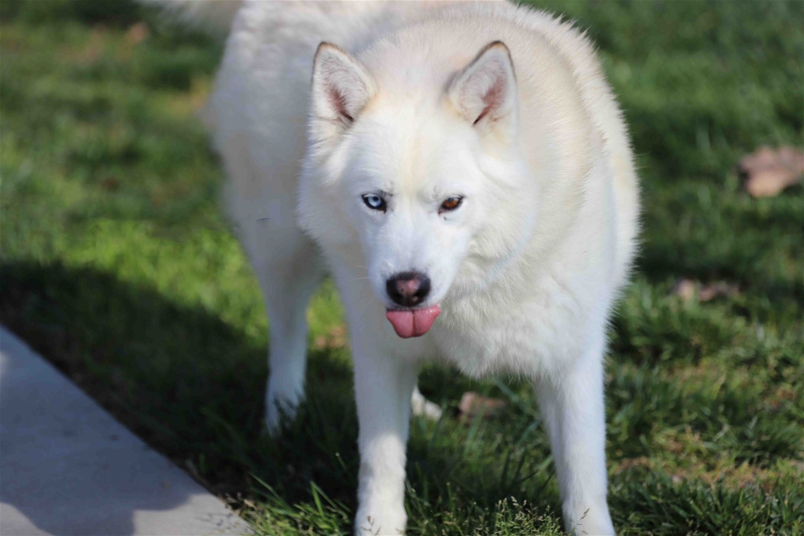 Mara, an adoptable Siberian Husky in Walnut Creek, CA, 94598 | Photo Image 1