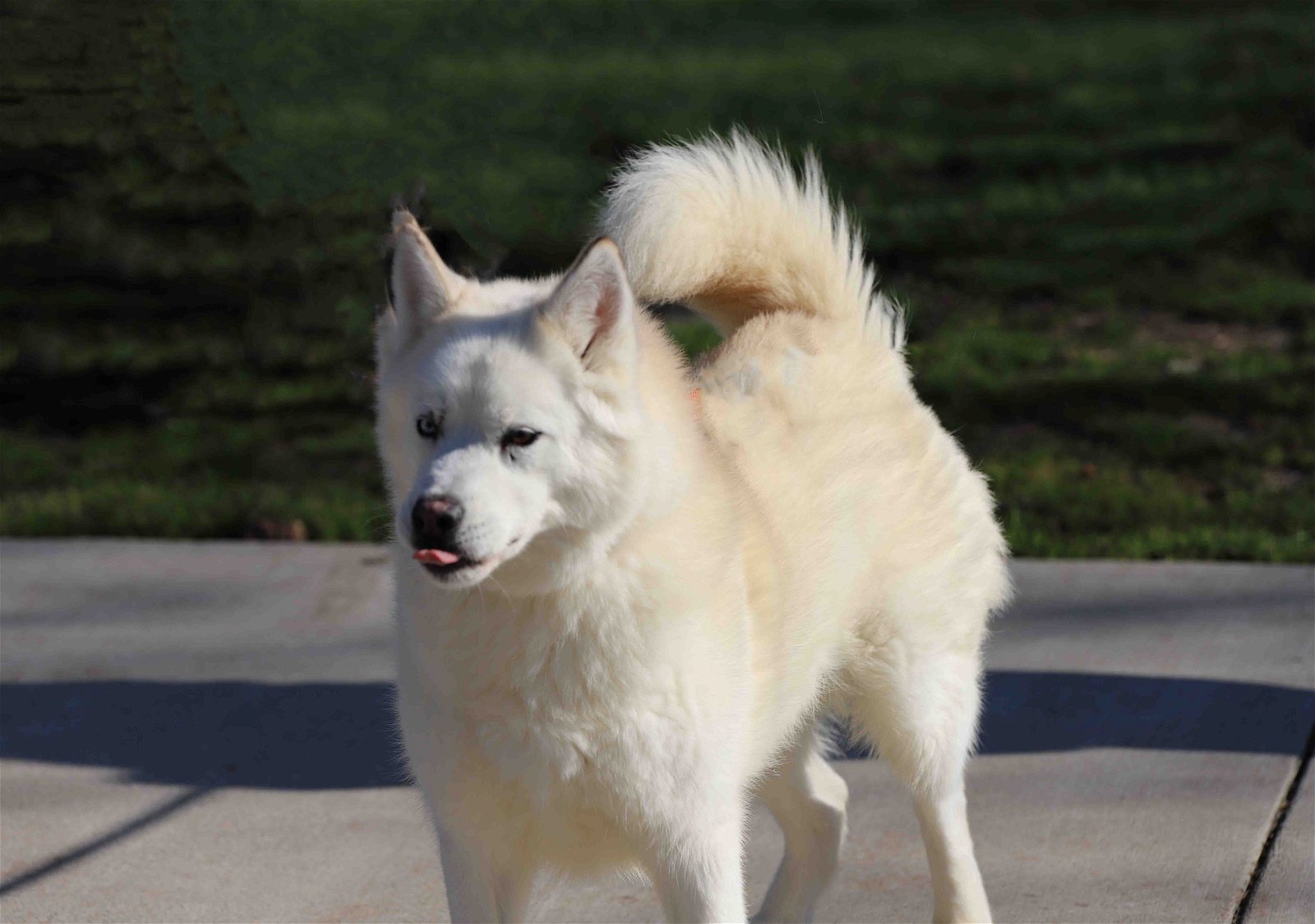 Mara, an adoptable Siberian Husky in Walnut Creek, CA, 94598 | Photo Image 2