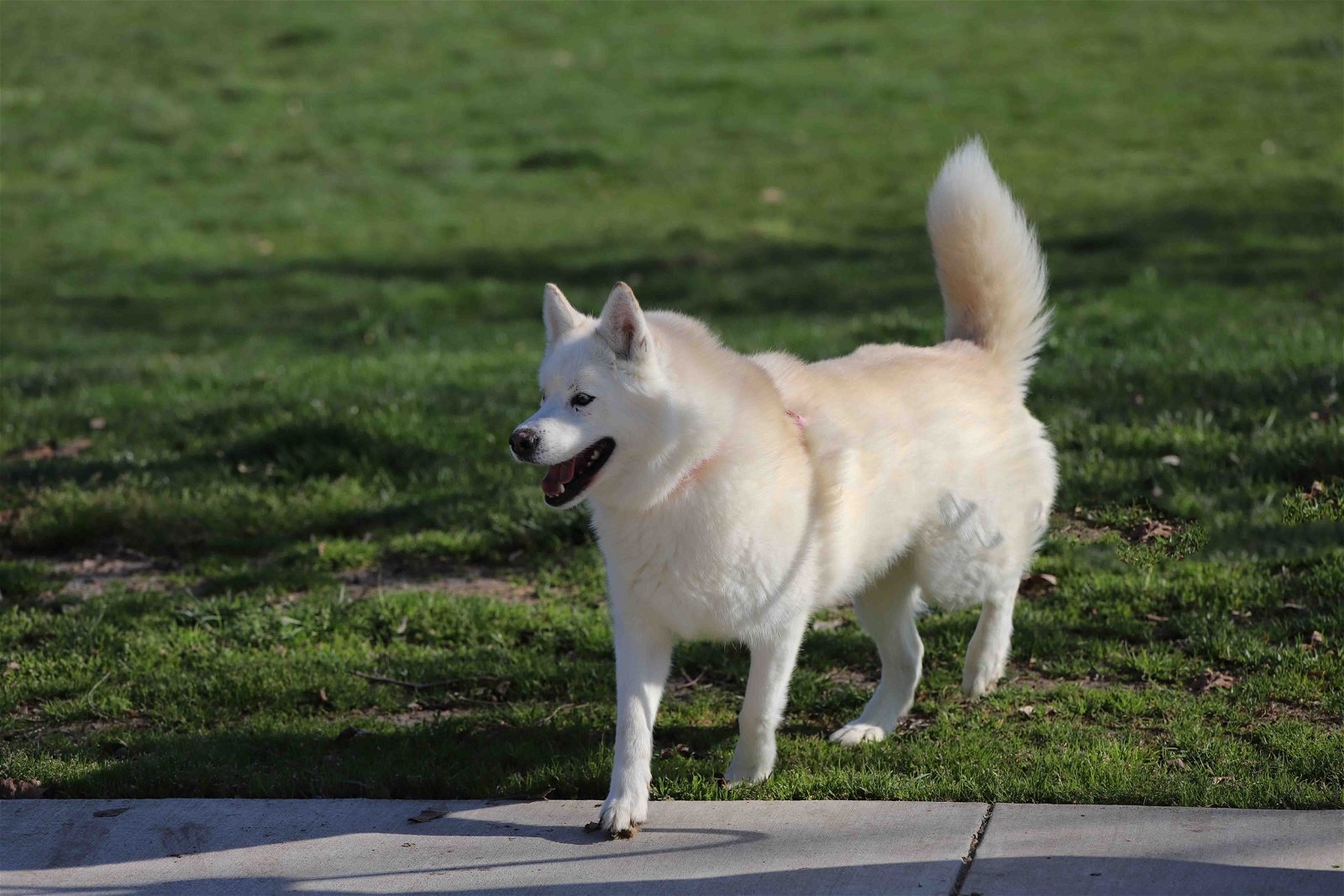 Mara, an adoptable Siberian Husky in Walnut Creek, CA, 94598 | Photo Image 3