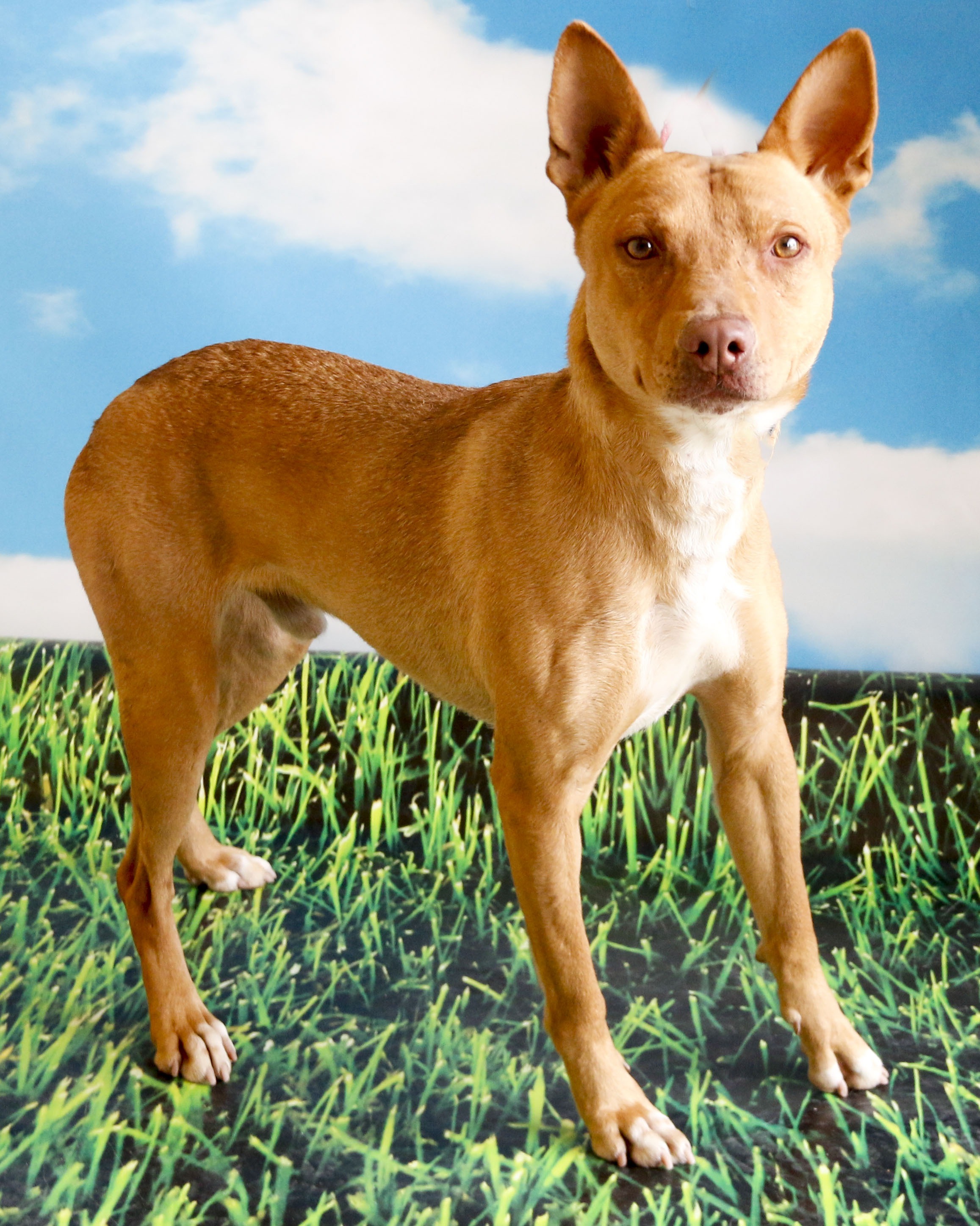 Scooter, an adoptable Cattle Dog in Casa Grande, AZ, 85230 | Photo Image 2