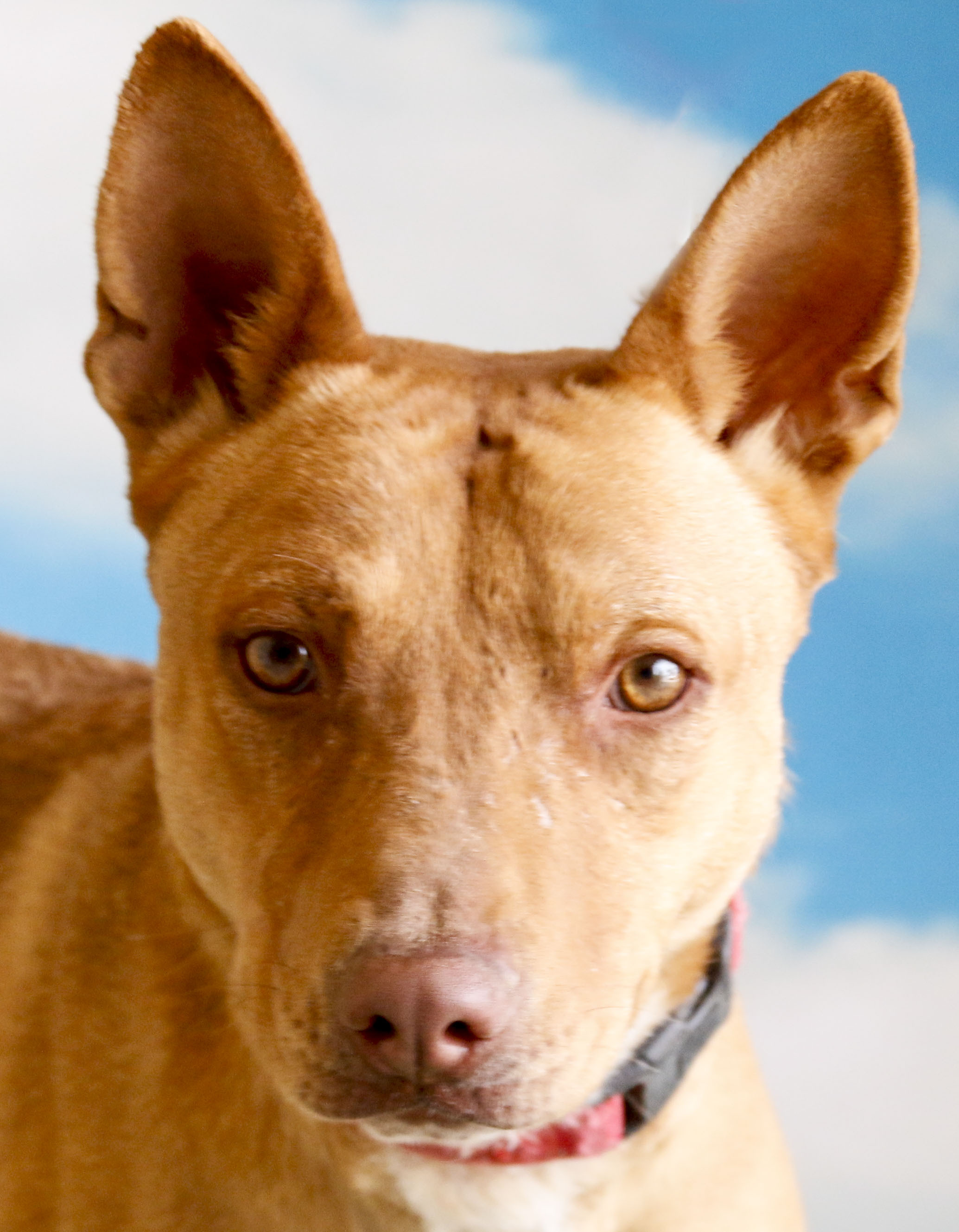 Scooter, an adoptable Cattle Dog in Casa Grande, AZ, 85230 | Photo Image 3