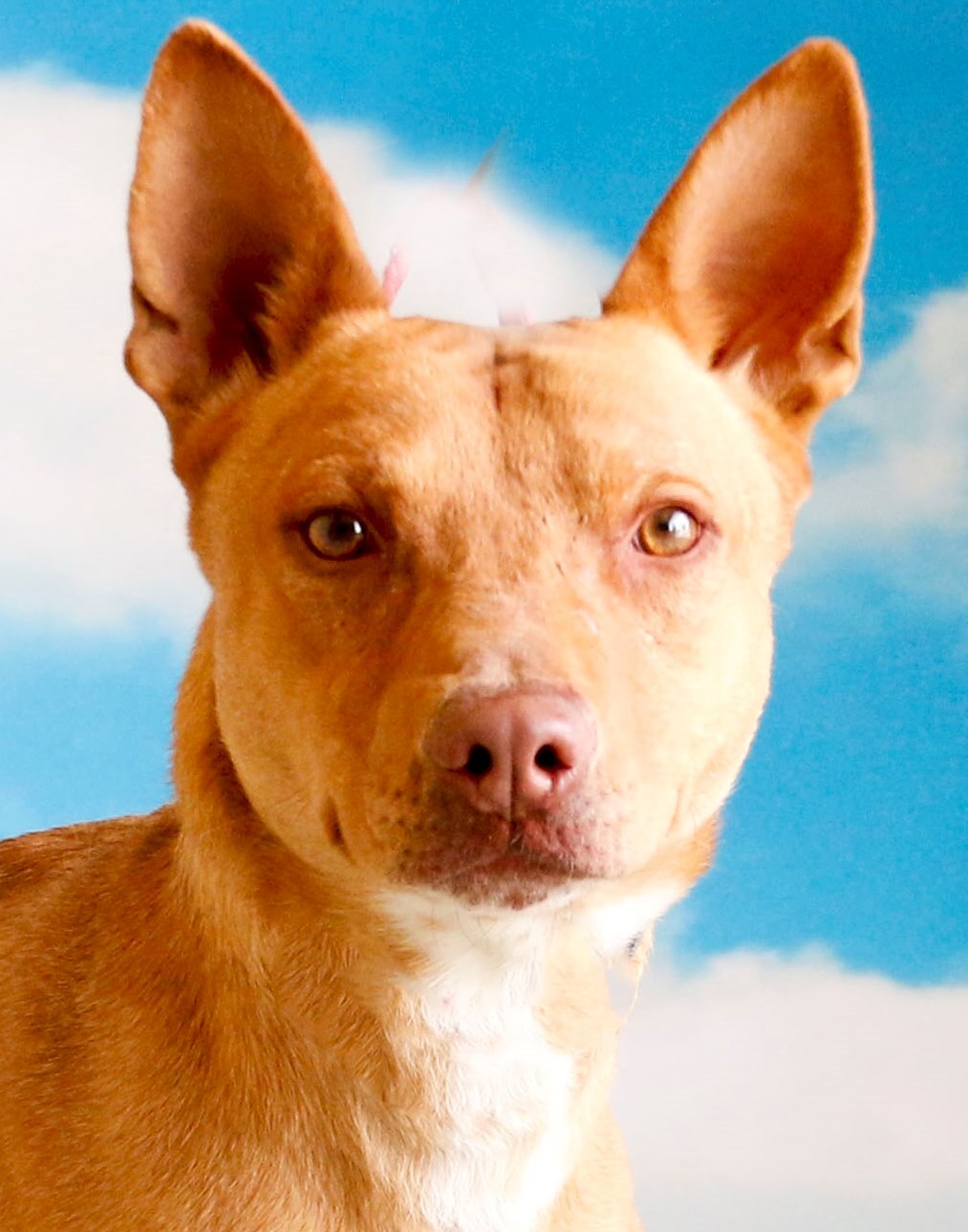Scooter, an adoptable Cattle Dog in Casa Grande, AZ, 85230 | Photo Image 1