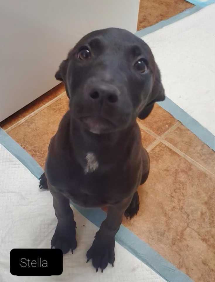 Stella (Nym), an adoptable Labrador Retriever, Hound in Geneseo, IL, 61254 | Photo Image 2