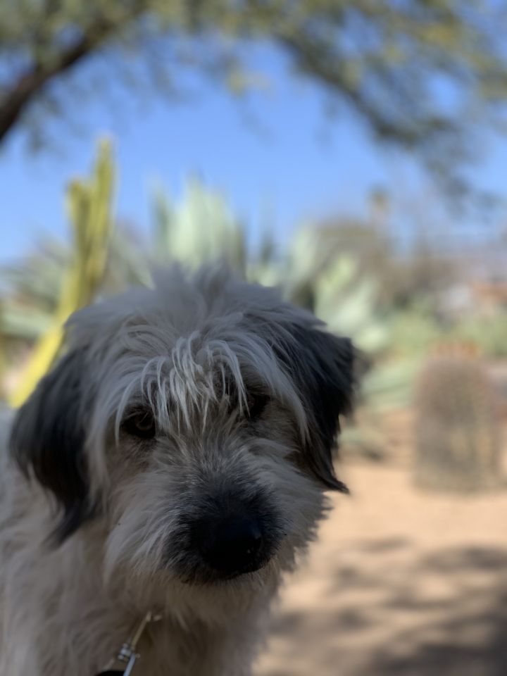 Dog For Adoption Tunia A Wheaten Terrier Mix In Tucson Az Petfinder