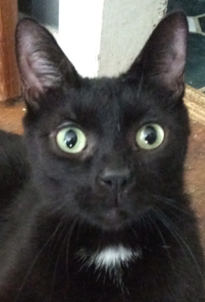 Izzy, an adoptable Domestic Short Hair in Niles, MI, 49120 | Photo Image 1