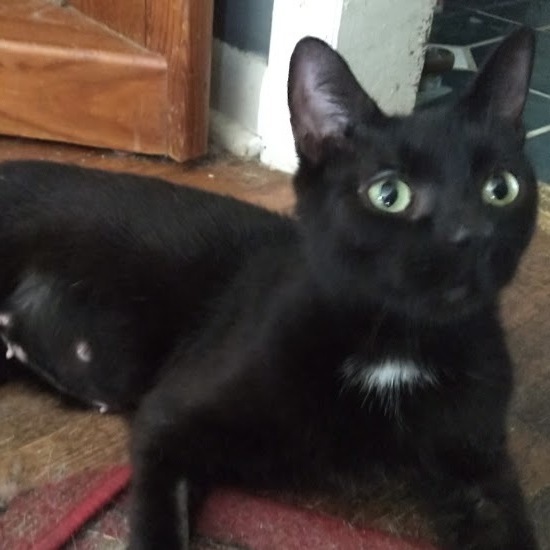 Izzy, an adoptable Domestic Short Hair in Niles, MI, 49120 | Photo Image 2