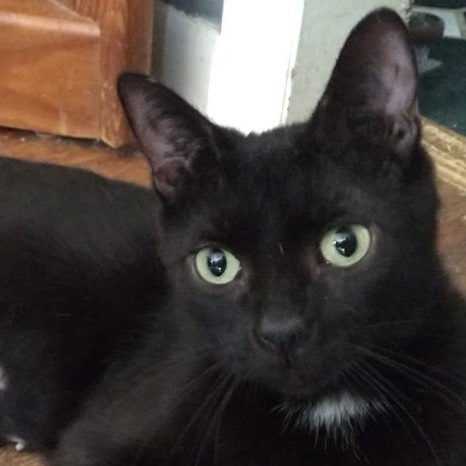 Izzy, an adoptable Domestic Short Hair in Niles, MI, 49120 | Photo Image 3