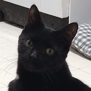 Izzy, an adoptable Domestic Short Hair in Niles, MI, 49120 | Photo Image 4