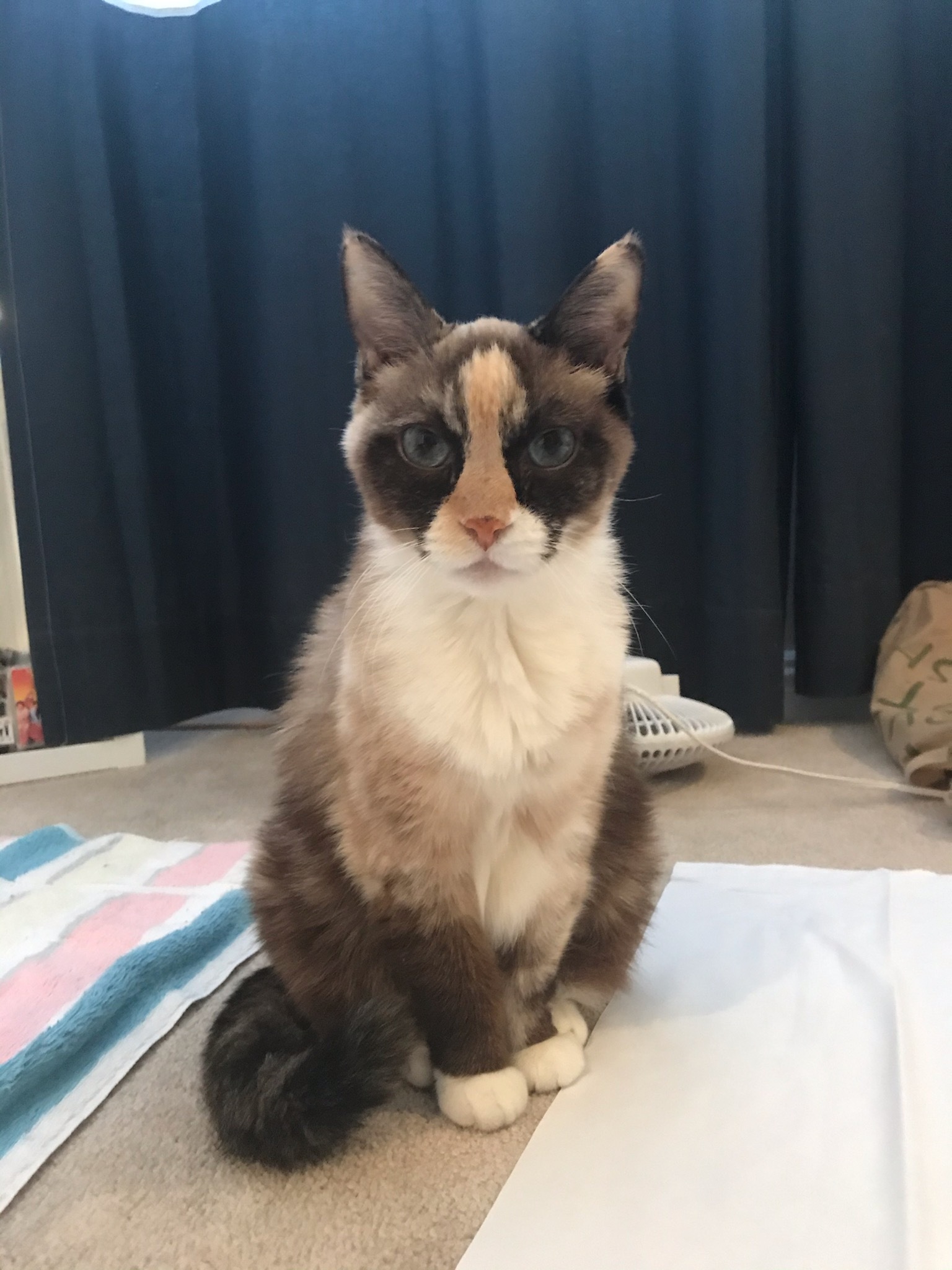 Snowshoe cats best sale for adoption