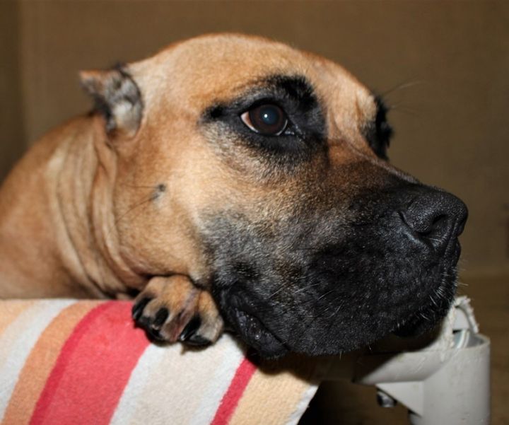 Cookie, an adopted Presa Canario in Columbia, MD_image-1