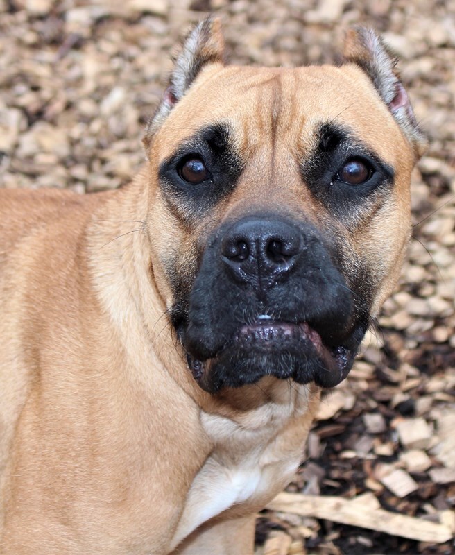 Cookie, an adopted Presa Canario in Columbia, MD_image-5