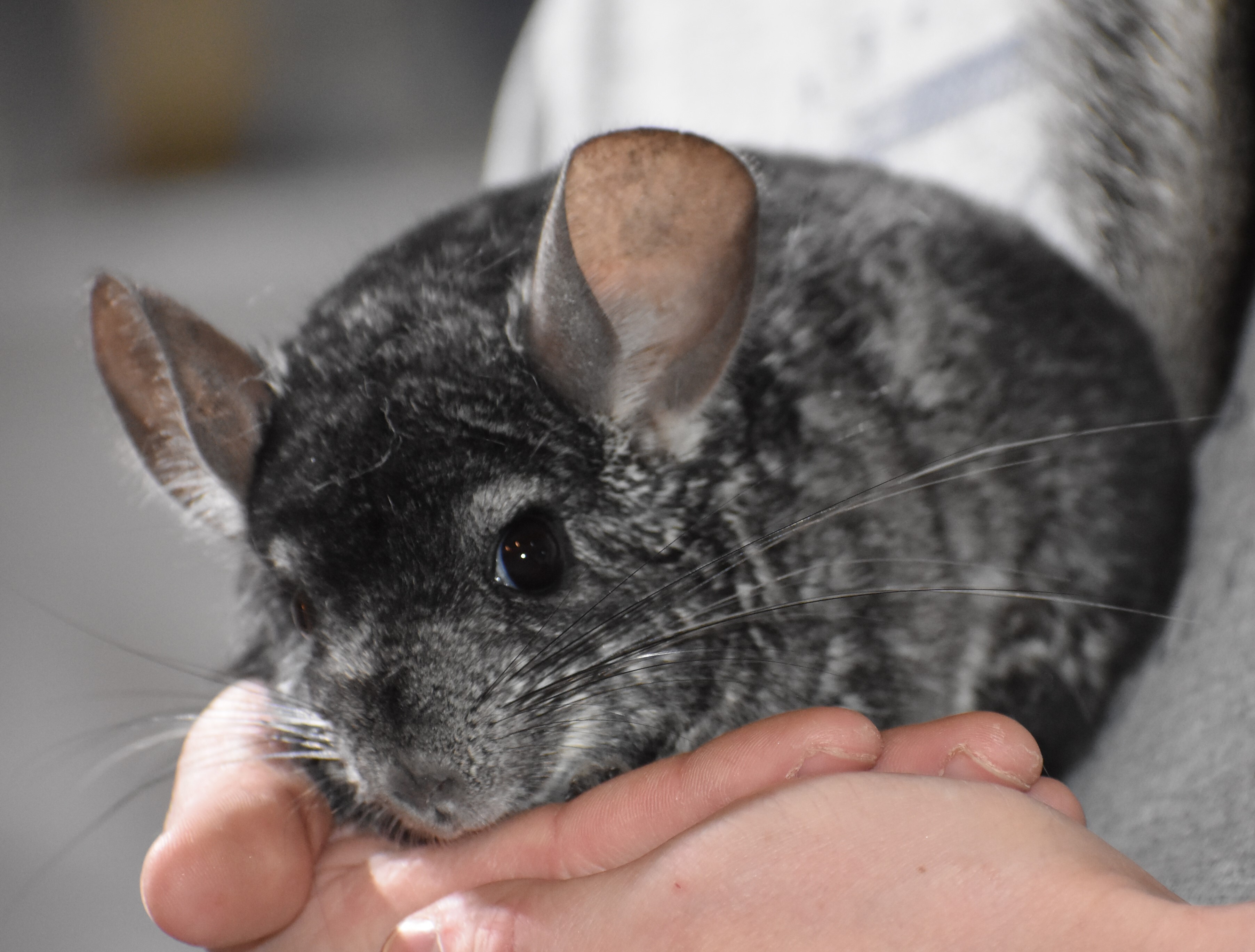 Chinchilla for adoption Maverick, a Chinchilla in Union, KY Petfinder