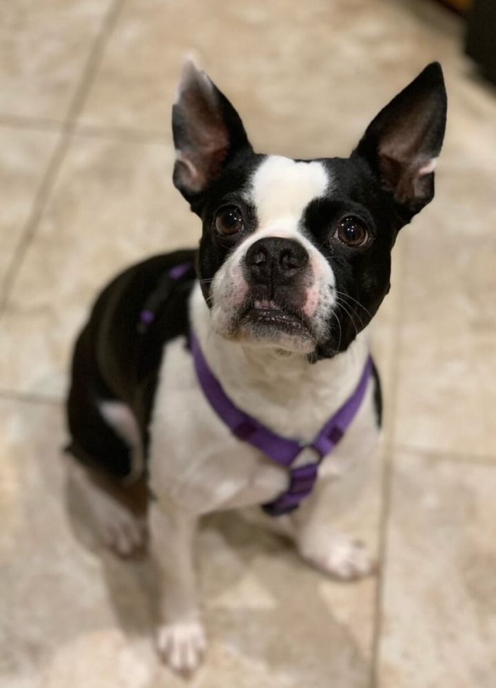 Dog for adoption - CROSBY - Adopted!, a Boston Terrier in Spring, TX