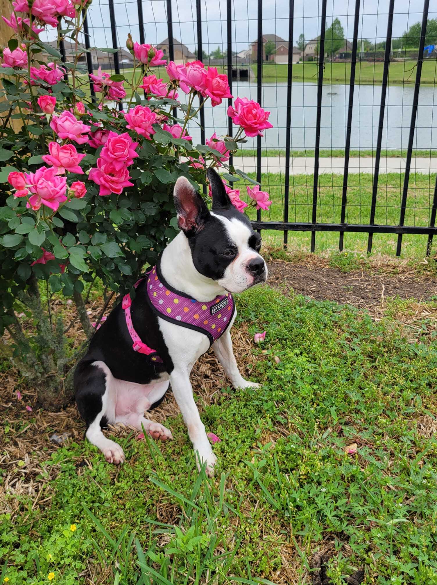 CROSBY - Adopted!, an adoptable Boston Terrier in Spring, TX, 77380 | Photo Image 1