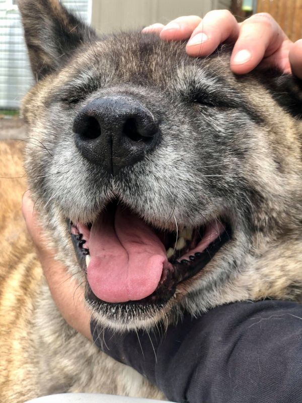 Available - Big East Akita Rescue