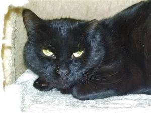 Cats For Adoption Near Keene Nh Petfinder