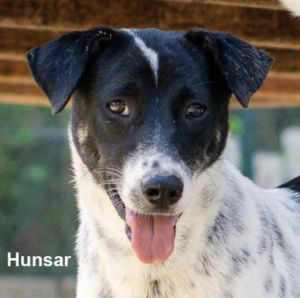 Hunsar