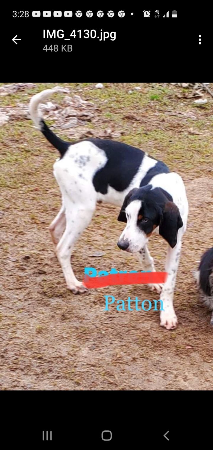 Dog For Adoption Patton A Beagle Mix In Zimmerman Mn Petfinder