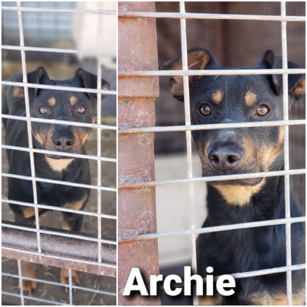 Archie, an adoptable Terrier, Mixed Breed in Crosbyton, TX, 79322 | Photo Image 2
