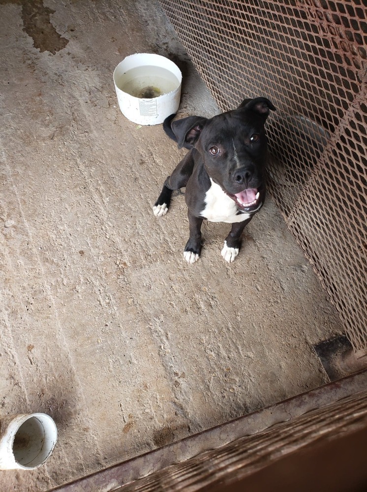 Barney, an adoptable Pit Bull Terrier, Labrador Retriever in Crosbyton, TX, 79322 | Photo Image 2