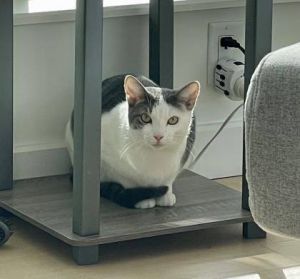 Rocco is a sweet playful cat who has transformed since moving in with his new foster He enjoys a g