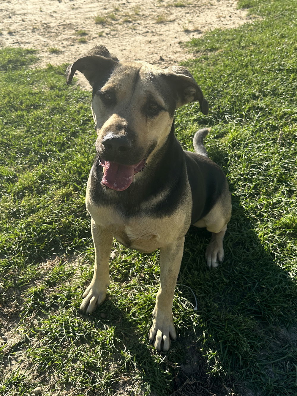 Gibbs, an adoptable Shepherd in Eastman, GA, 31023 | Photo Image 1